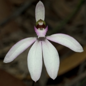 Caladenia picta at Yerriyong, NSW - suppressed