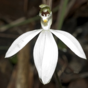 Caladenia picta at Berry, NSW - suppressed