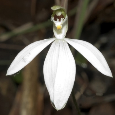 Caladenia picta (Painted Fingers) at Berry, NSW - 4 Jul 2006 by AlanS