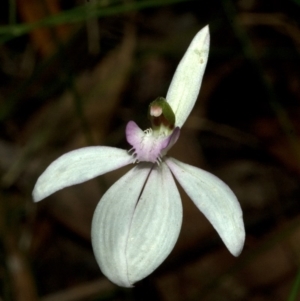 Caladenia picta at Yerriyong, NSW - suppressed