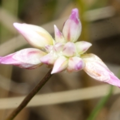 Caladenia sp. (A Caladenia) at West Nowra, NSW - 26 Sep 2016 by AlanS