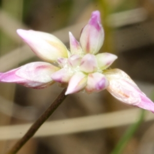 Caladenia sp. at West Nowra, NSW - suppressed