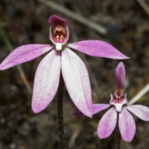 Caladenia sp. at Sassafras, NSW - suppressed