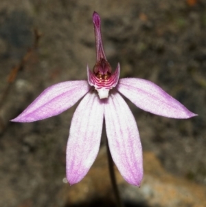 Caladenia sp. at Sassafras, NSW - suppressed