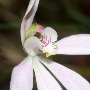 Caladenia sp. at Jerrawangala, NSW - 18 Oct 2016