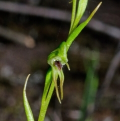 Pterostylis daintreana (Daintree's Greenhood) at Yalwal, NSW - 3 Apr 2016 by AlanS