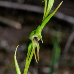 Pterostylis daintreana at Yalwal, NSW - suppressed