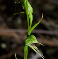 Pterostylis daintreana at Yalwal, NSW - suppressed