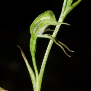 Pterostylis daintreana at Yalwal, NSW - suppressed