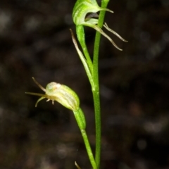 Pterostylis daintreana at Yalwal, NSW - 4 Apr 2016