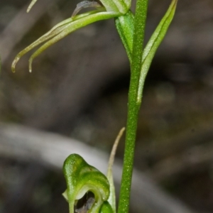Pterostylis daintreana at Yerriyong, NSW - suppressed