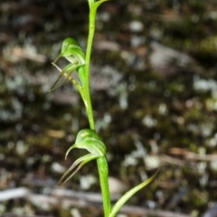 Pterostylis daintreana at Yerriyong, NSW - suppressed