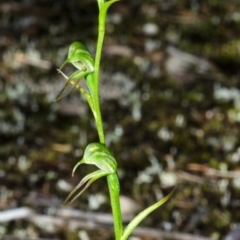 Pterostylis daintreana at Yerriyong, NSW - 24 Apr 2013