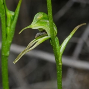 Pterostylis daintreana at Yerriyong, NSW - 24 Apr 2013