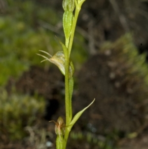 Pterostylis daintreana at Budgong, NSW - suppressed