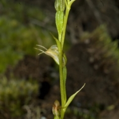 Pterostylis daintreana at Budgong, NSW - suppressed