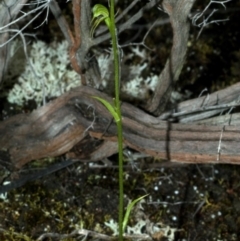 Pterostylis daintreana (Daintree's Greenhood) at Moollattoo, NSW - 24 Feb 2012 by AlanS