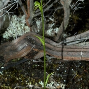 Pterostylis daintreana at Moollattoo, NSW - 25 Feb 2012