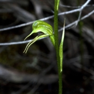 Pterostylis daintreana at Moollattoo, NSW - 25 Feb 2012