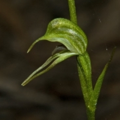 Pterostylis daintreana (Daintree's Greenhood) at Falls Creek, NSW - 13 Apr 2011 by AlanS