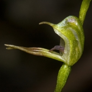 Pterostylis daintreana at Twelve Mile Peg, NSW - 8 Apr 2011