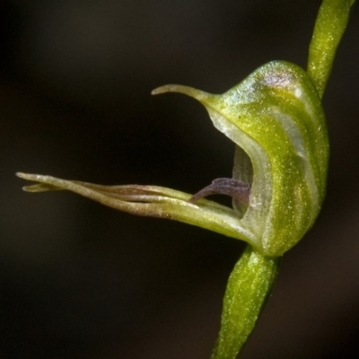 Pterostylis daintreana (Daintree's Greenhood) at Twelve Mile Peg, NSW - 7 Apr 2011 by AlanS