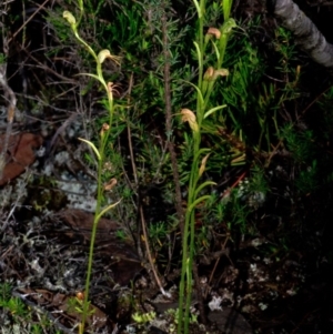 Pterostylis daintreana at Moollattoo, NSW - suppressed