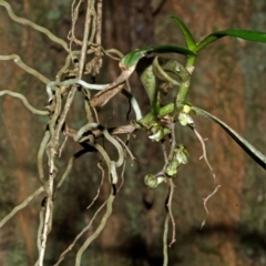 Plectorrhiza tridentata (Tangle Orchid) at North Nowra, NSW - 31 Aug 2013 by AlanS