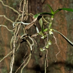 Plectorrhiza tridentata at Bomaderry Creek Regional Park - suppressed