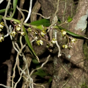 Plectorrhiza tridentata at Browns Mountain, NSW - suppressed