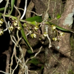 Plectorrhiza tridentata (Tangle Orchid) at Browns Mountain, NSW - 2 Oct 2015 by AlanS