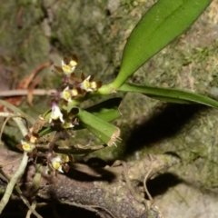 Plectorrhiza tridentata (Tangle Orchid) at Budgong, NSW - 3 Oct 2013 by AlanS
