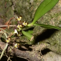 Plectorrhiza tridentata (Tangle Orchid) at Budgong, NSW - 4 Oct 2013 by AlanS