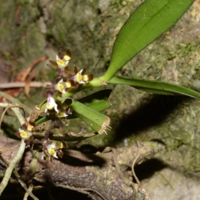 Plectorrhiza tridentata (Tangle Orchid) at Budgong, NSW - 4 Oct 2013 by AlanS