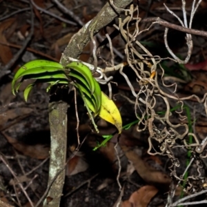 Plectorrhiza tridentata at Red Rocks, NSW - suppressed