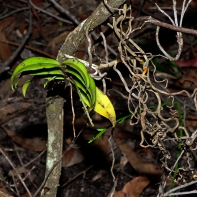 Plectorrhiza tridentata (Tangle Orchid) at Red Rocks, NSW - 26 Apr 2012 by AlanS