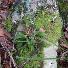 Plectorrhiza tridentata (Tangle Orchid) at North Nowra, NSW - 12 Apr 2013 by AlanS