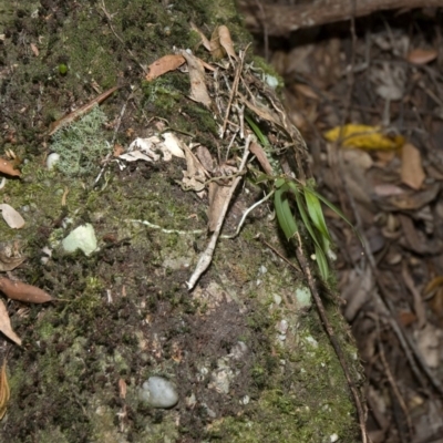 Plectorrhiza tridentata (Tangle Orchid) at Budgong, NSW - 20 Oct 2011 by AlanS