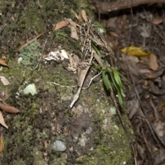 Plectorrhiza tridentata (Tangle Orchid) at Budgong, NSW - 19 Oct 2011 by AlanS