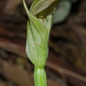 Pterostylis curta at Myola, NSW - suppressed