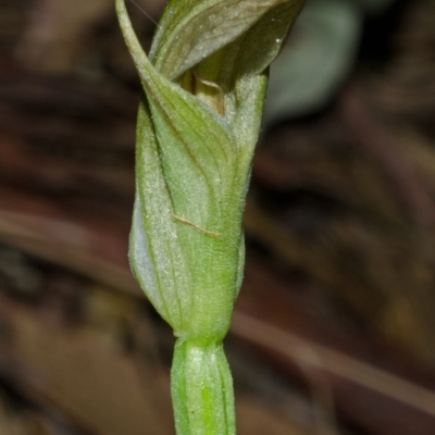 Pterostylis curta (Blunt Greenhood) at Myola, NSW - 15 Aug 2012 by AlanS