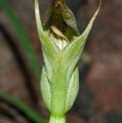 Pterostylis curta at Myola, NSW - suppressed