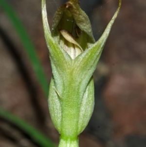 Pterostylis curta at Myola, NSW - 15 Aug 2012