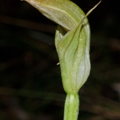 Pterostylis curta at Myola, NSW - suppressed