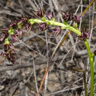 Prasophyllum sp. (A Leek Orchid) at Tianjara, NSW - 18 Oct 2012 by AlanS