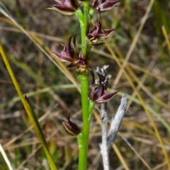 Prasophyllum sp. at Tianjara, NSW - 19 Oct 2012