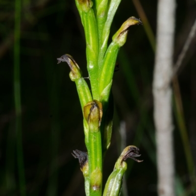Prasophyllum sp. (A Leek Orchid) at Yerriyong, NSW - 9 Jan 2015 by AlanS