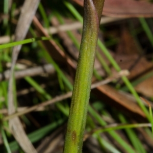 Prasophyllum sp. at Yerriyong, NSW - suppressed