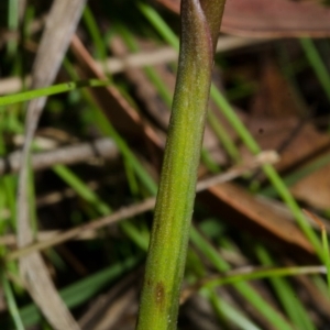 Prasophyllum sp. at Yerriyong, NSW - 10 Jan 2015