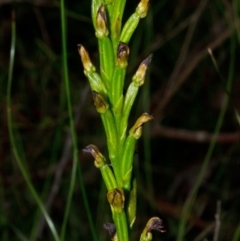 Prasophyllum sp. at Yerriyong, NSW - suppressed